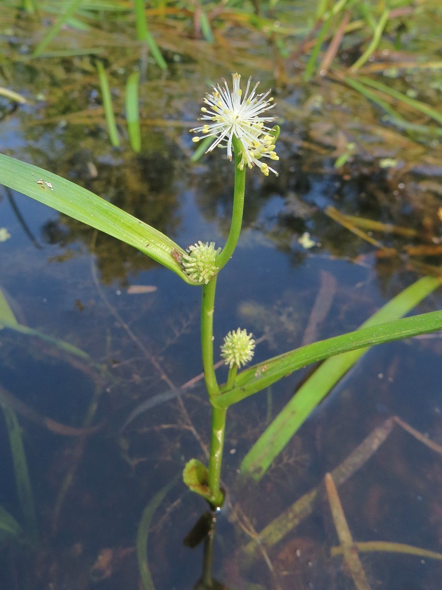 Ежеголовник злаковый Sparganium gramineum Georgi