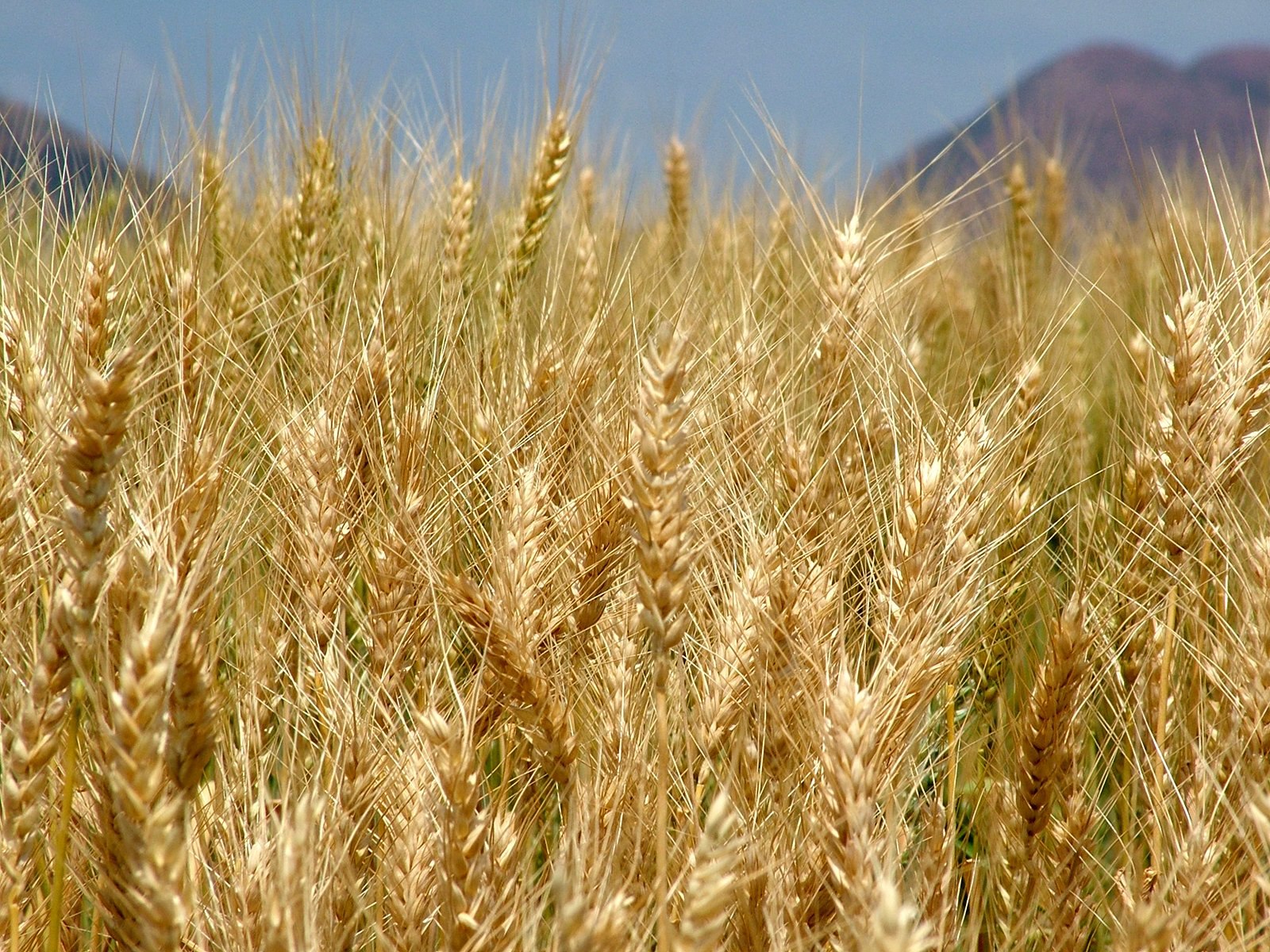 Люцерна лен кормовая свекла пшеница хлопчатник рожь