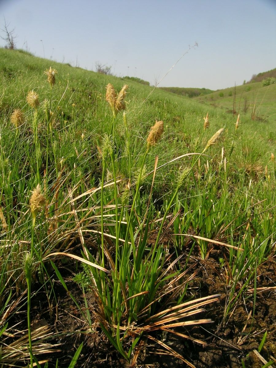 Келерия Талиева