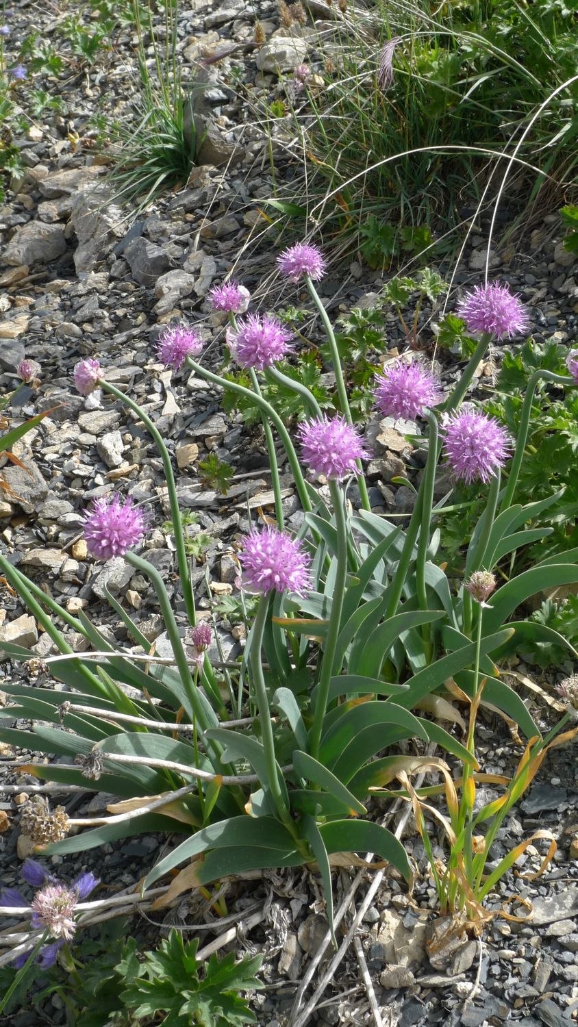 Растения Памира