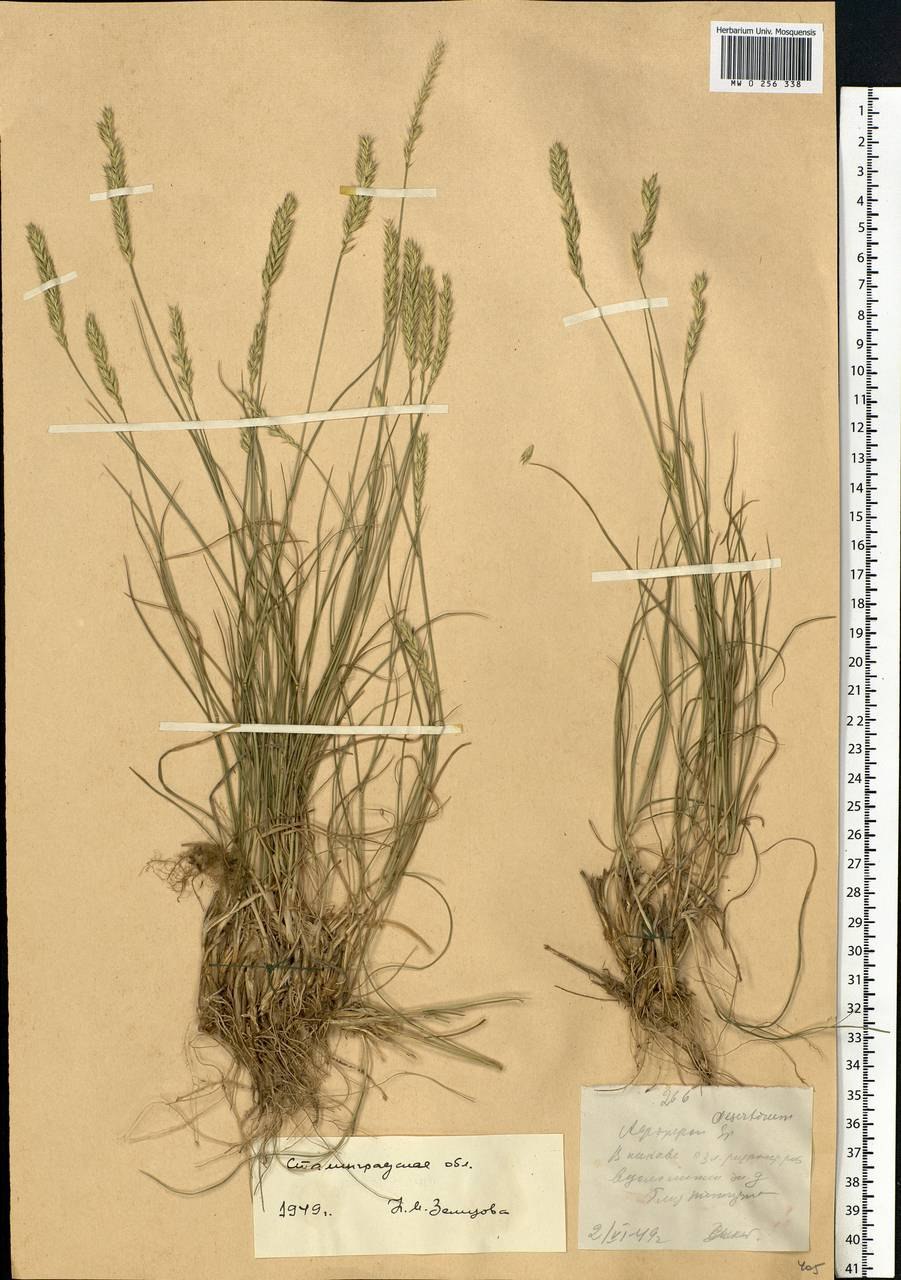 Agropyron cristatum