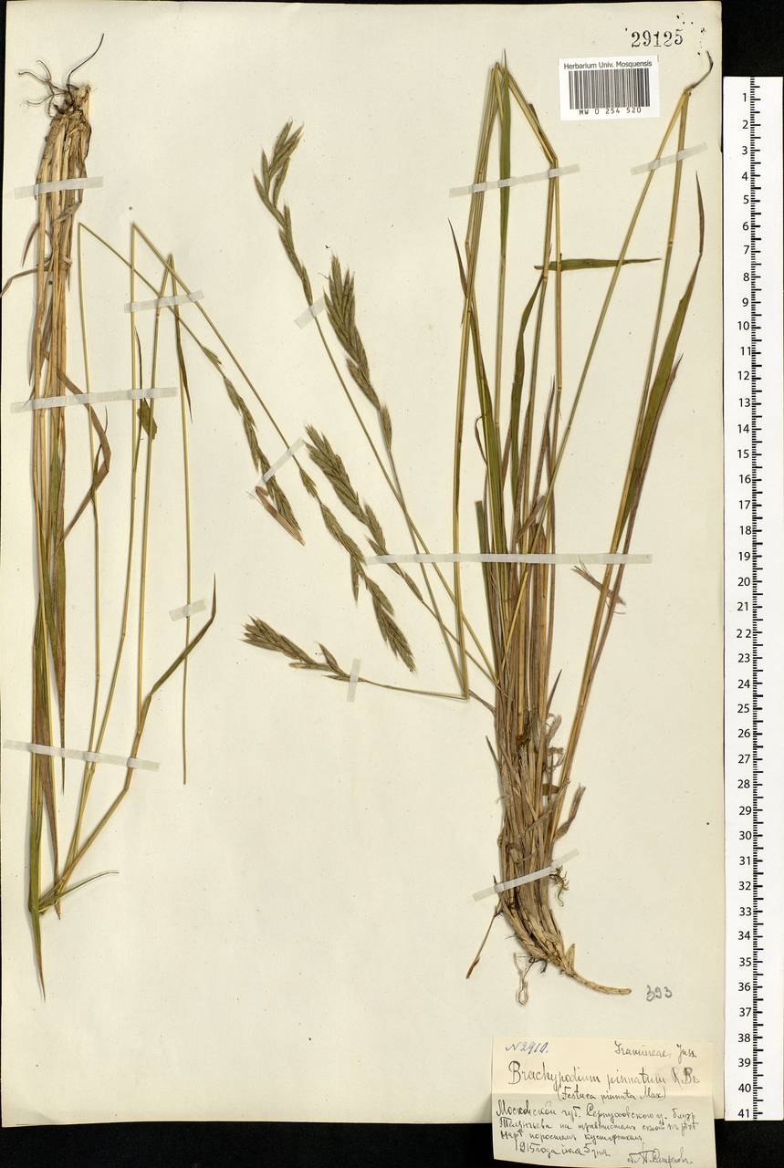 Brachypodium sylvaticum