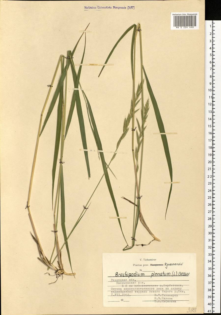 Фалярис Живая изгородь