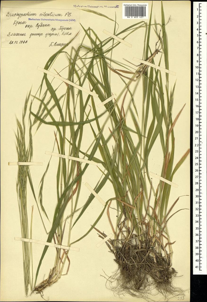 Ковыль Иоанна