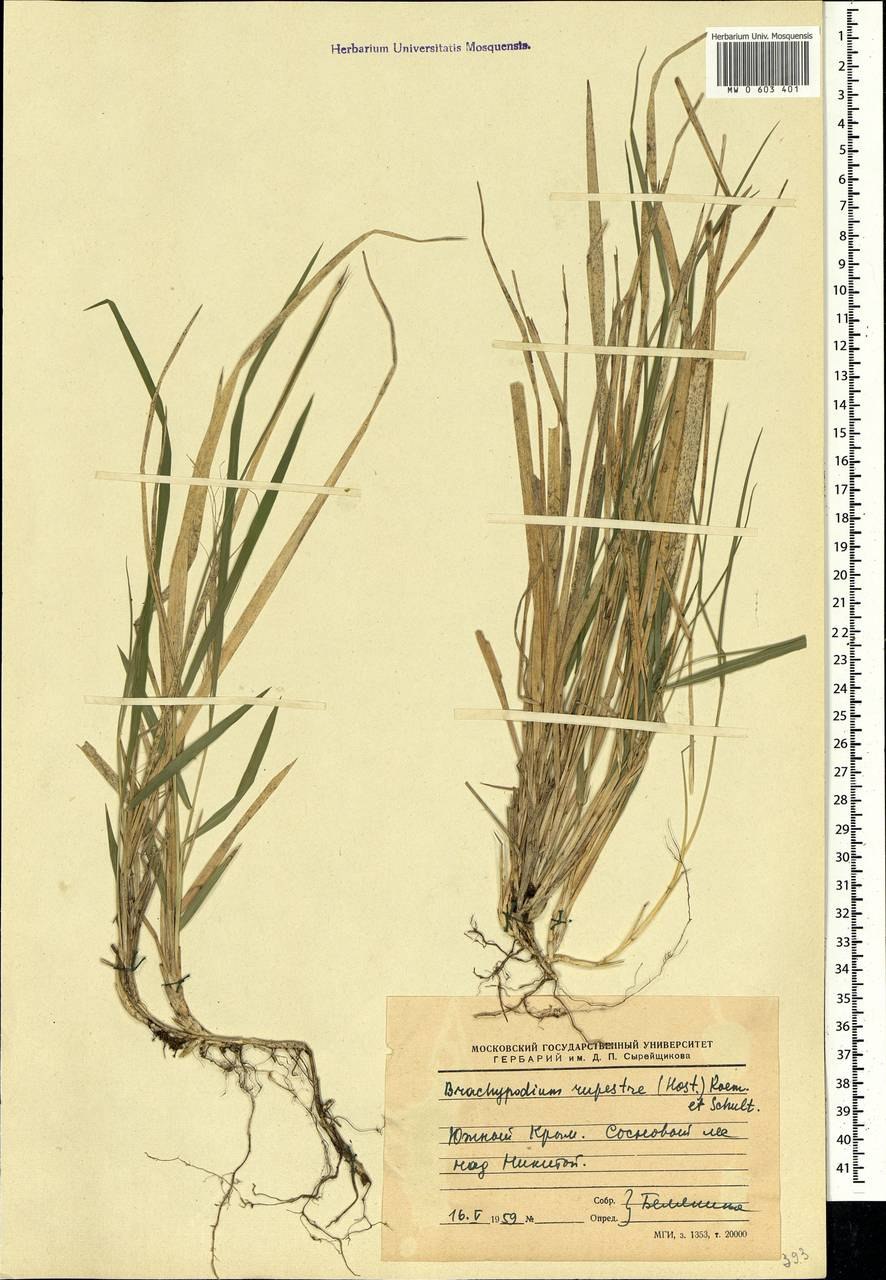 Коротконожка перистая