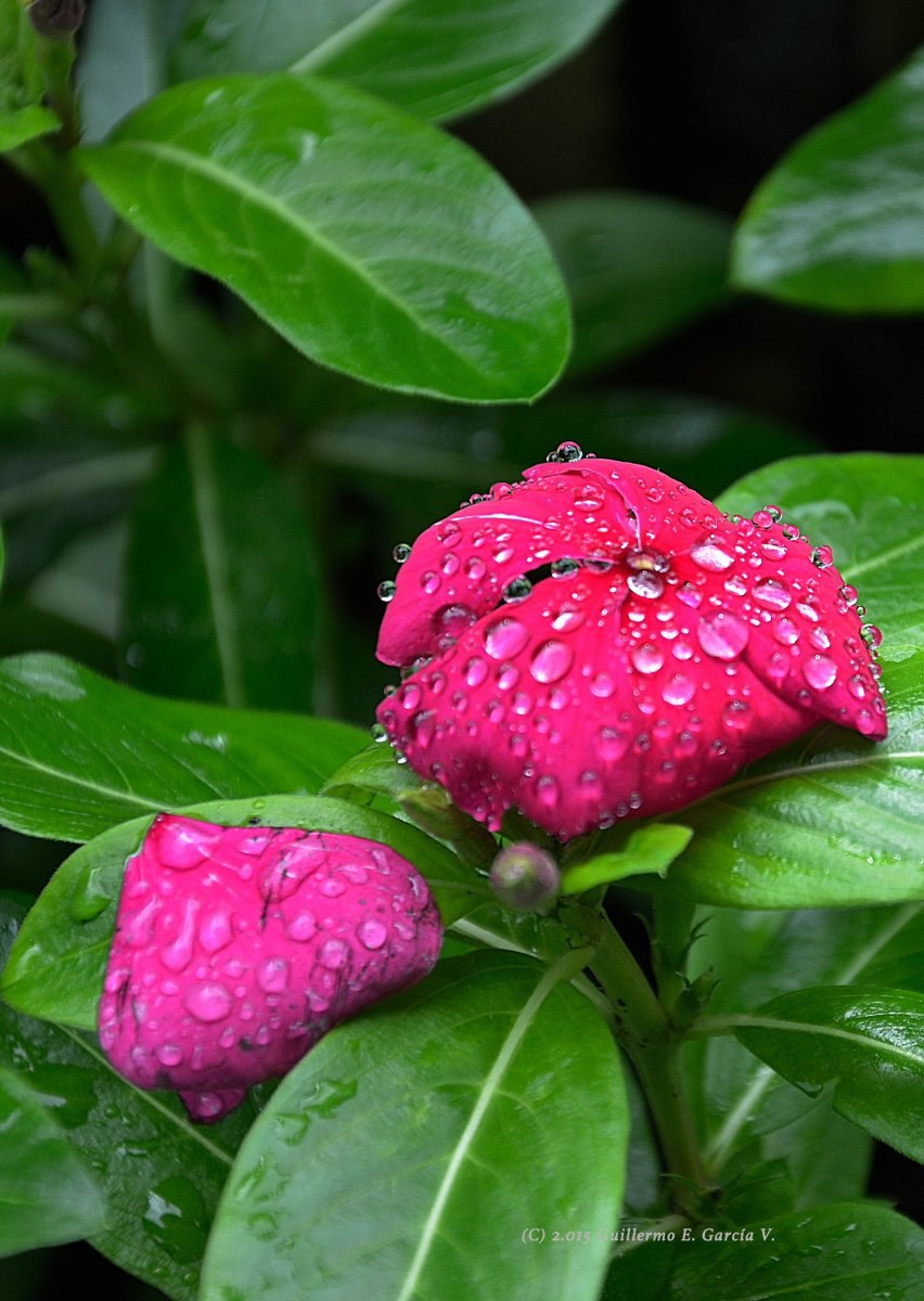 Экзотические растения Бразилии