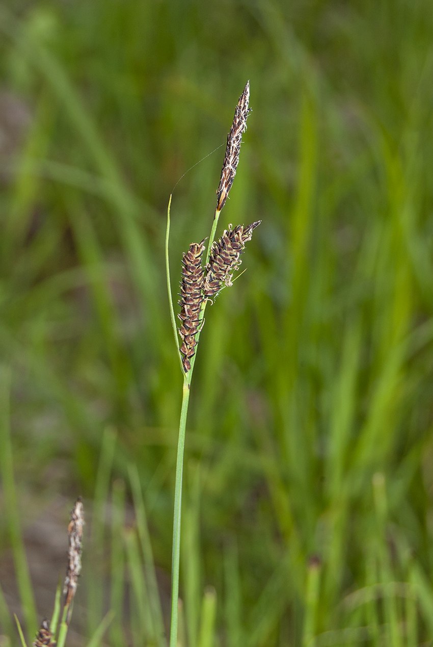 Осока черная Carex nigra