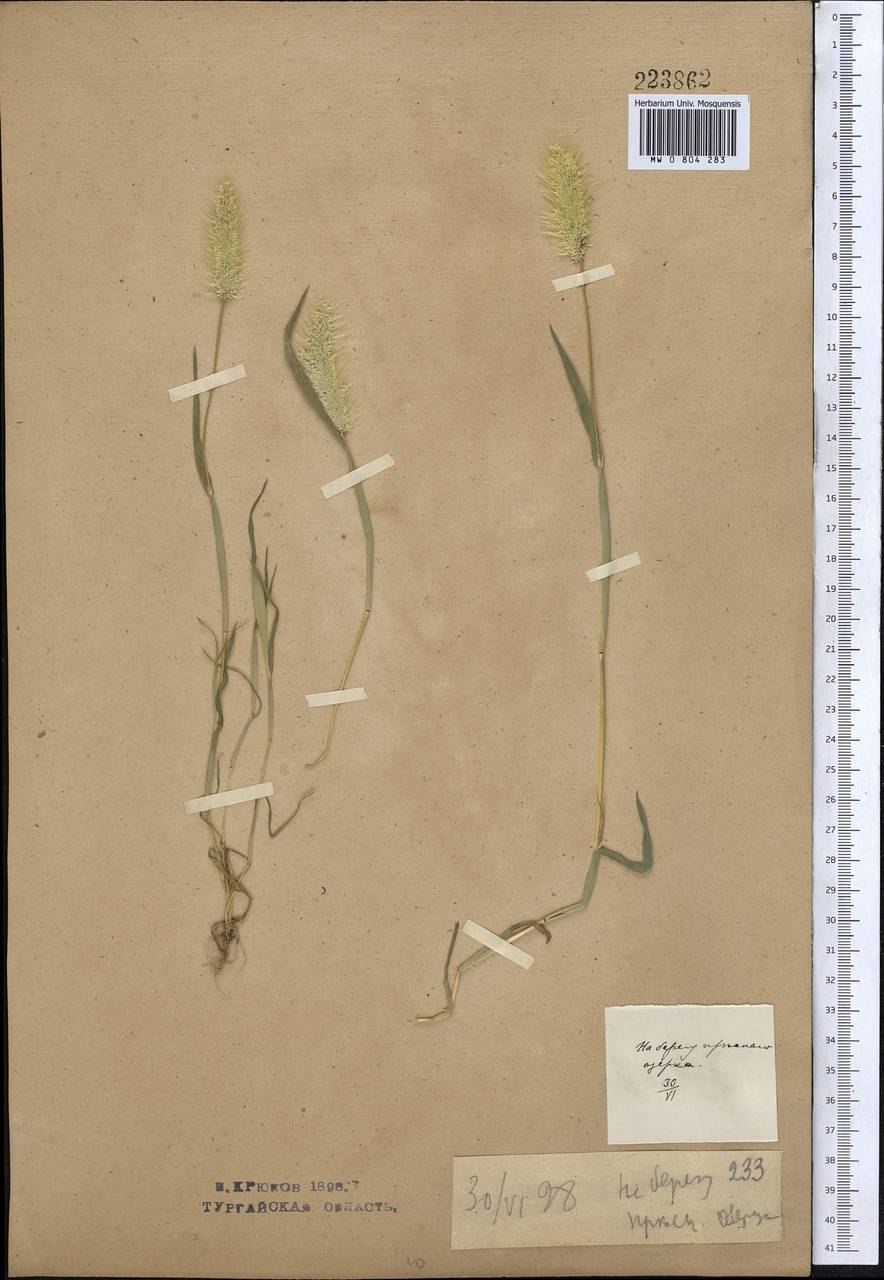 Polypogon viridis