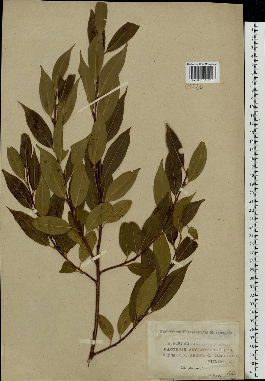 Дерево типа ивы с белыми ягодами