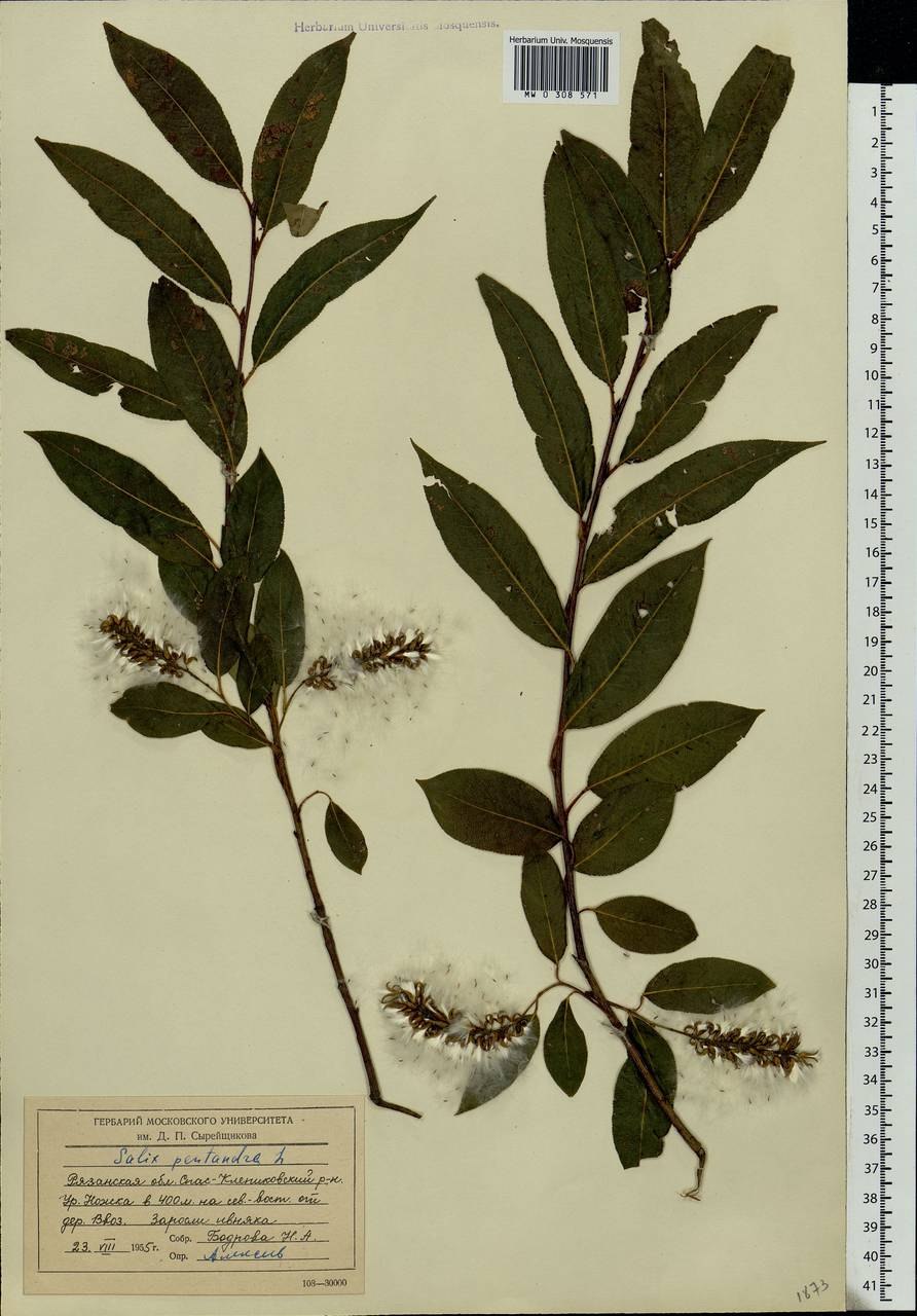 Ива пятитычинковая осенью