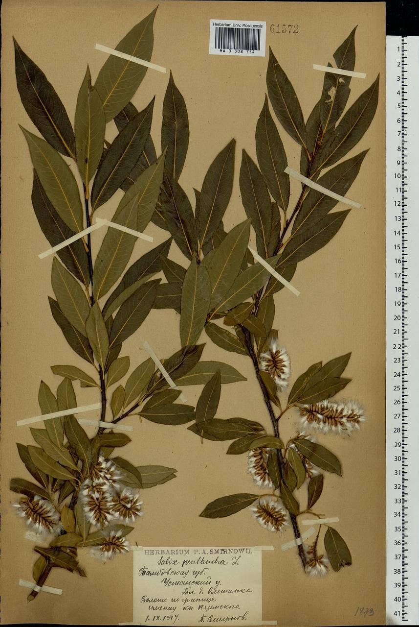 Ива пятитычинковая листья