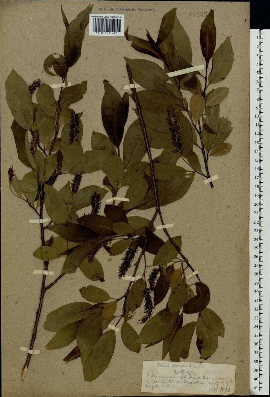 Ива пятитычинковая