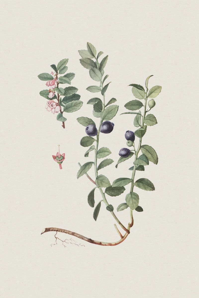 Карбюратор leader pz19jb