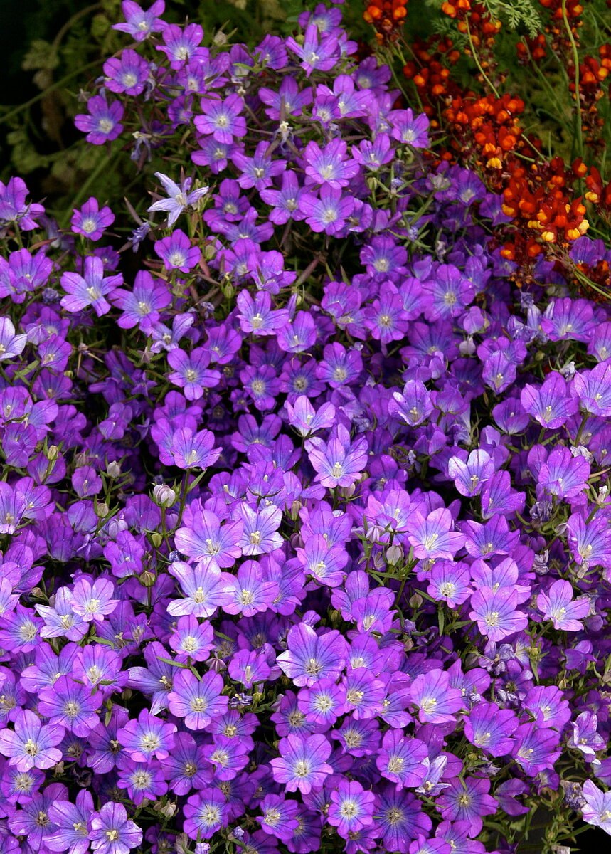 Легузия Скворцова