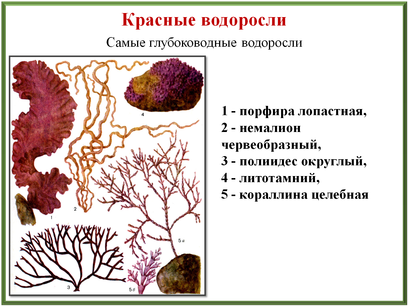 Схема красных и бурых водорослей. Красные водоросли на глубине. Красные водоросли их строение. Порфира водоросль. Строение красных водорослей.