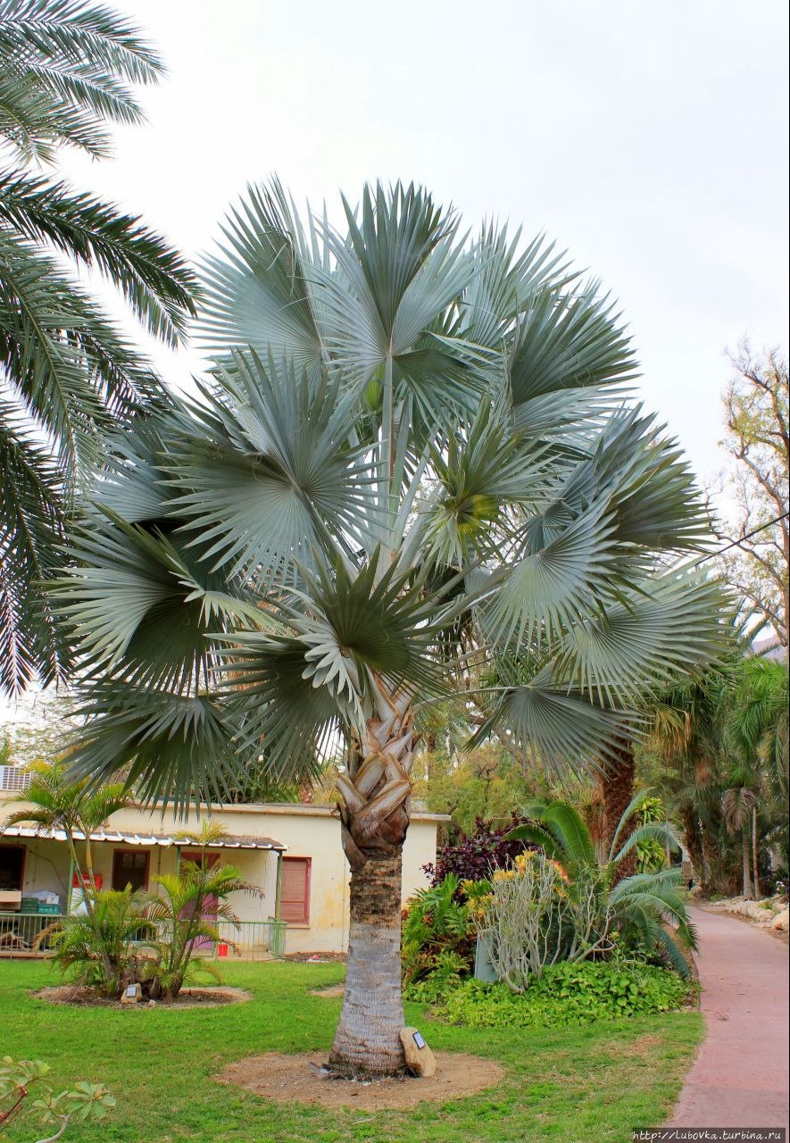 Бисмаркия Пальма