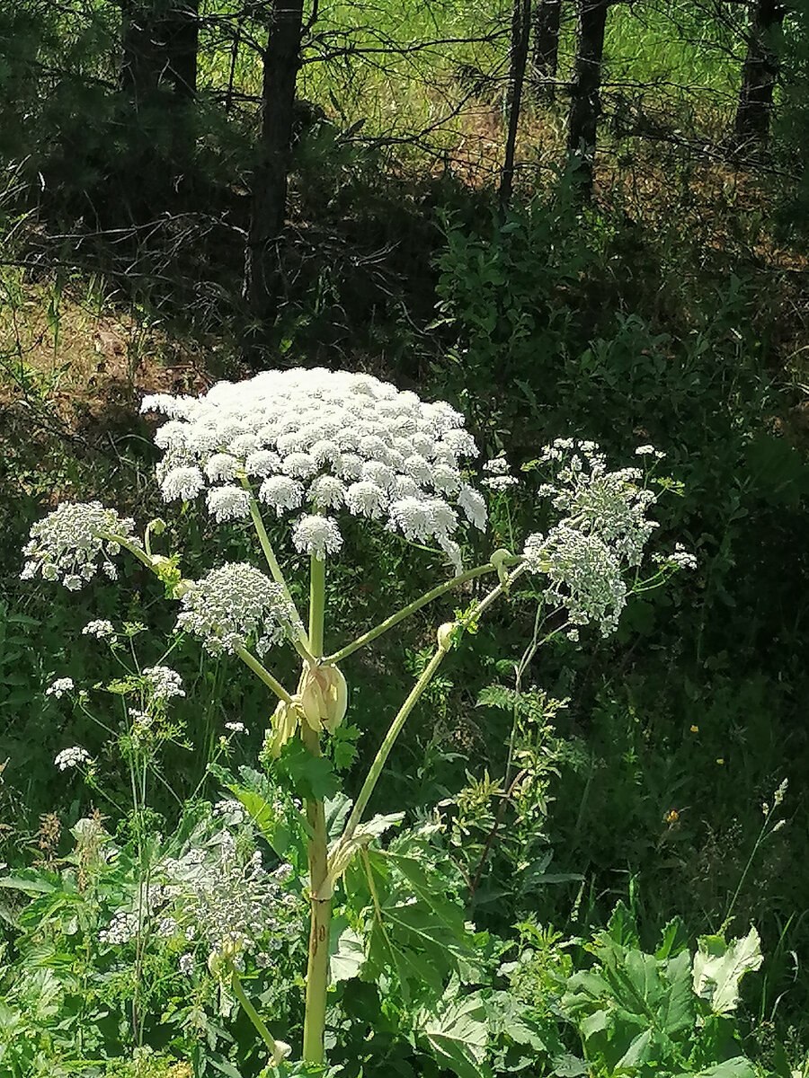 Борщевик кавказский