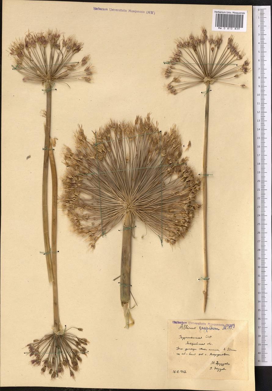 Декоративный лук Каспийский