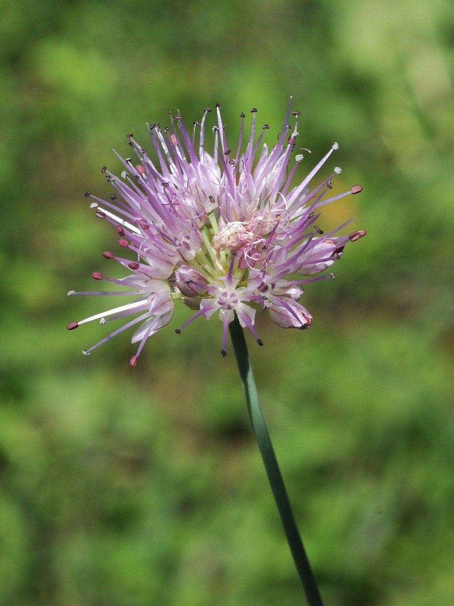 Allium fasciculatum