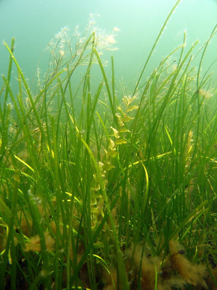 Зостера Марина водоросль