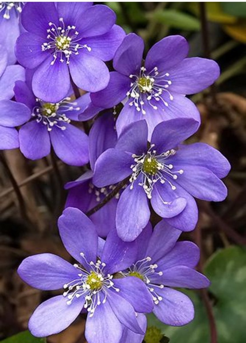 Печеночница трехлопастная