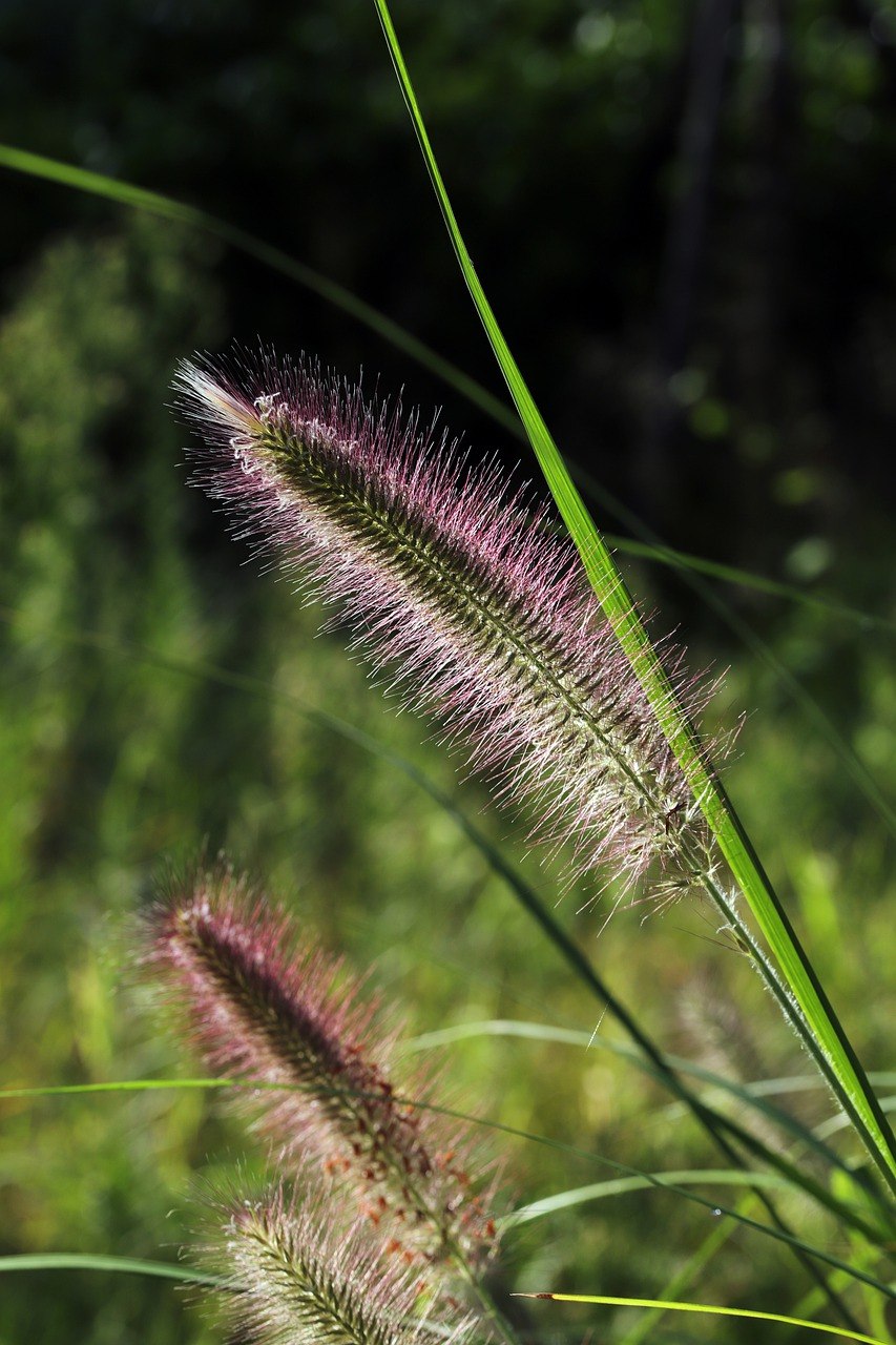 Лисохвост болотный