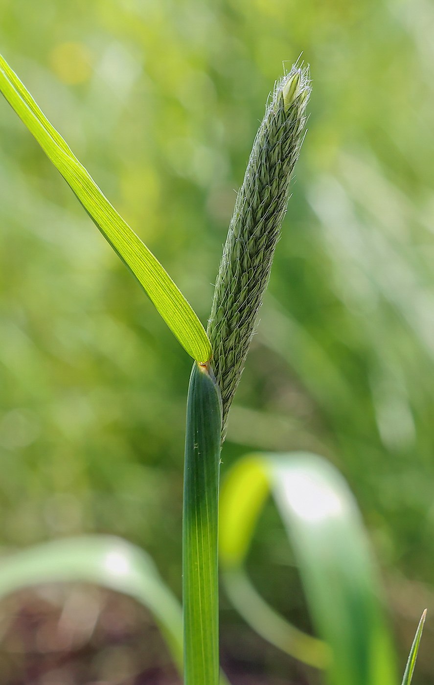 Лисохвост. Лисохвост Луговой (Alopecurus pratensis).. Лисохвост Луговой (Alopecurus pratensis ‘Aureovariegatus’). Лисохвост короткоостный. Лисохвост plantarium.