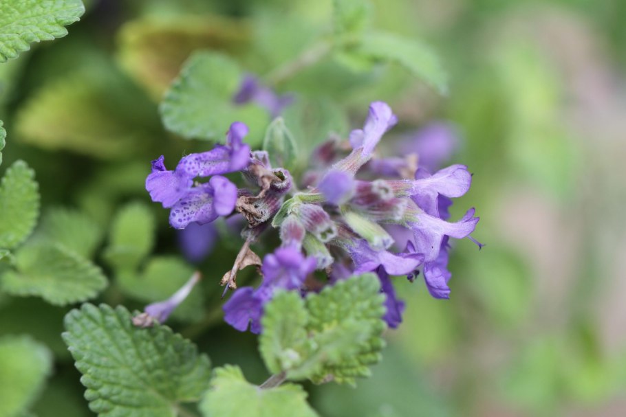 Конская мята Шандра