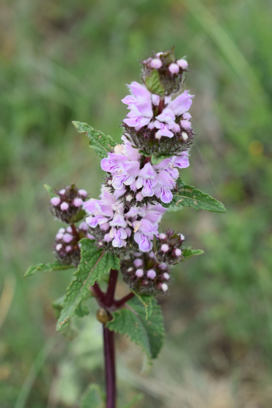 Конская мята Шандра