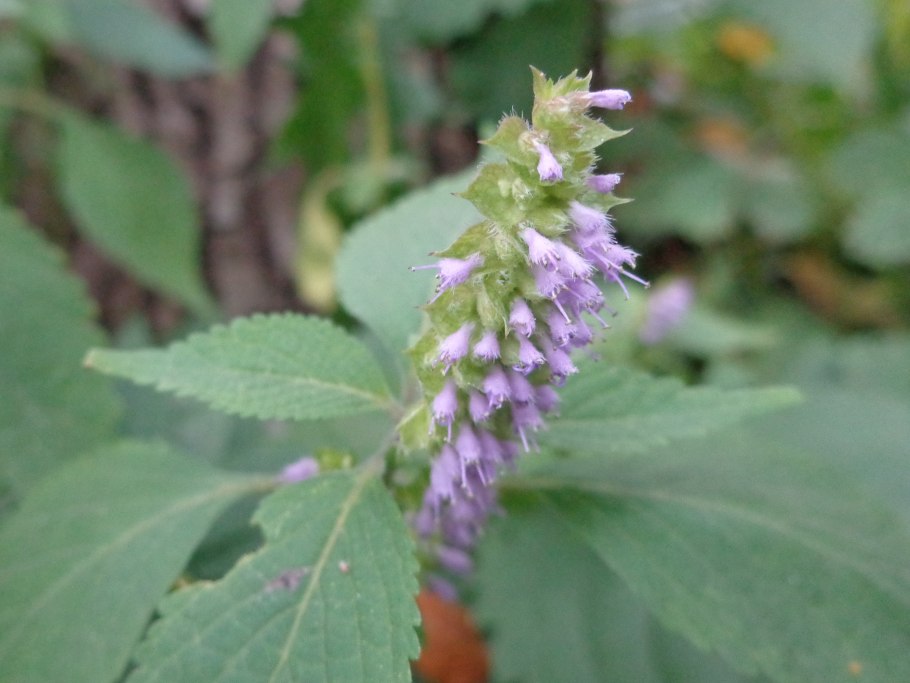 Шандра чужеземная