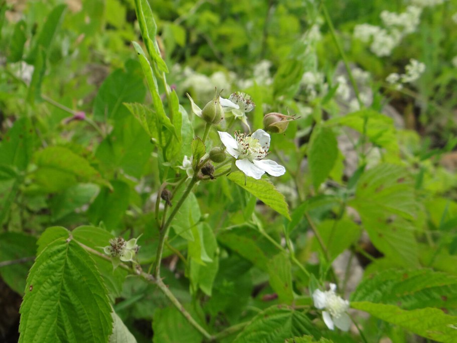 Котовник Мусина