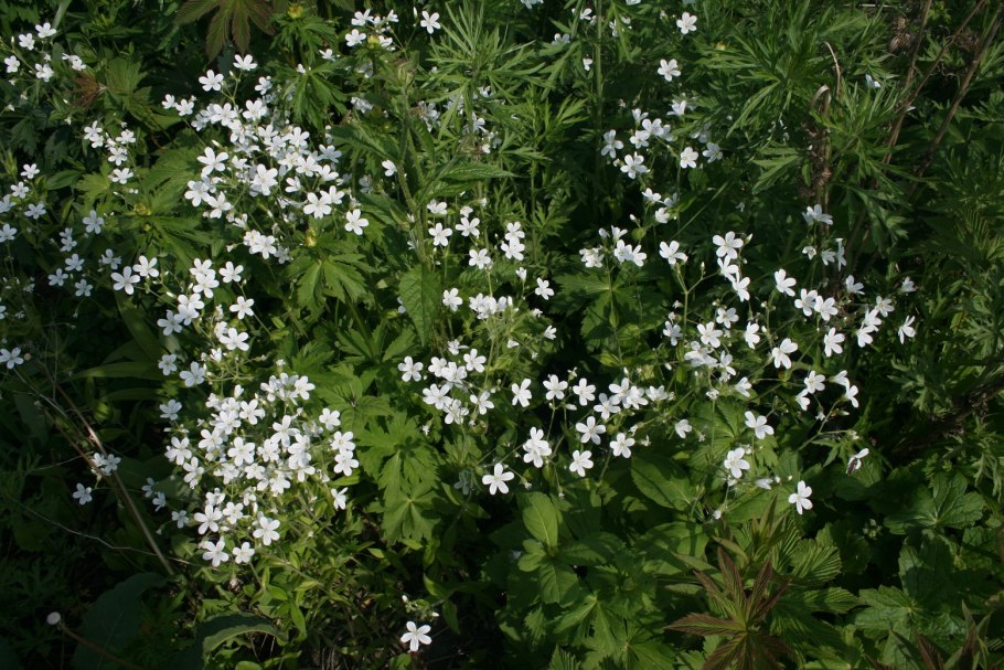 Galium odoratum
