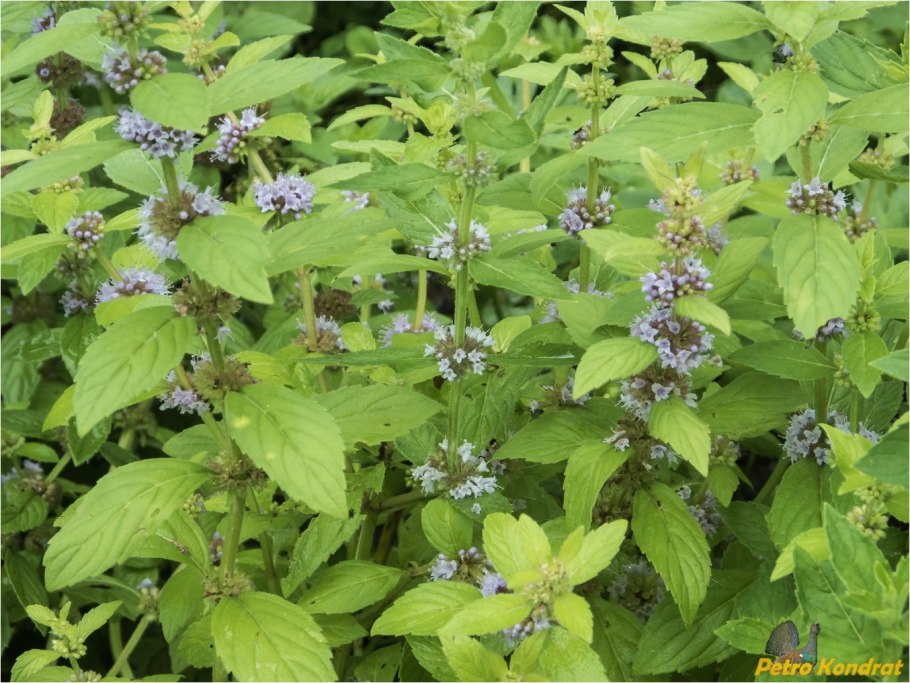 Мята полевая перечная