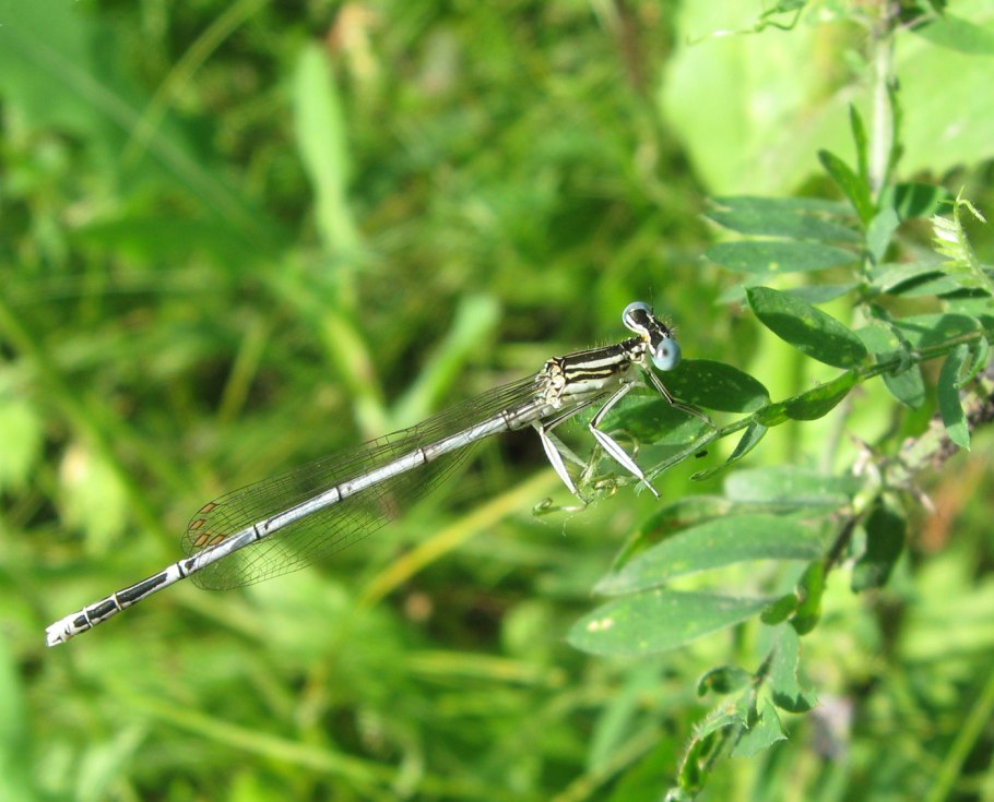 Platycnemis pennipes