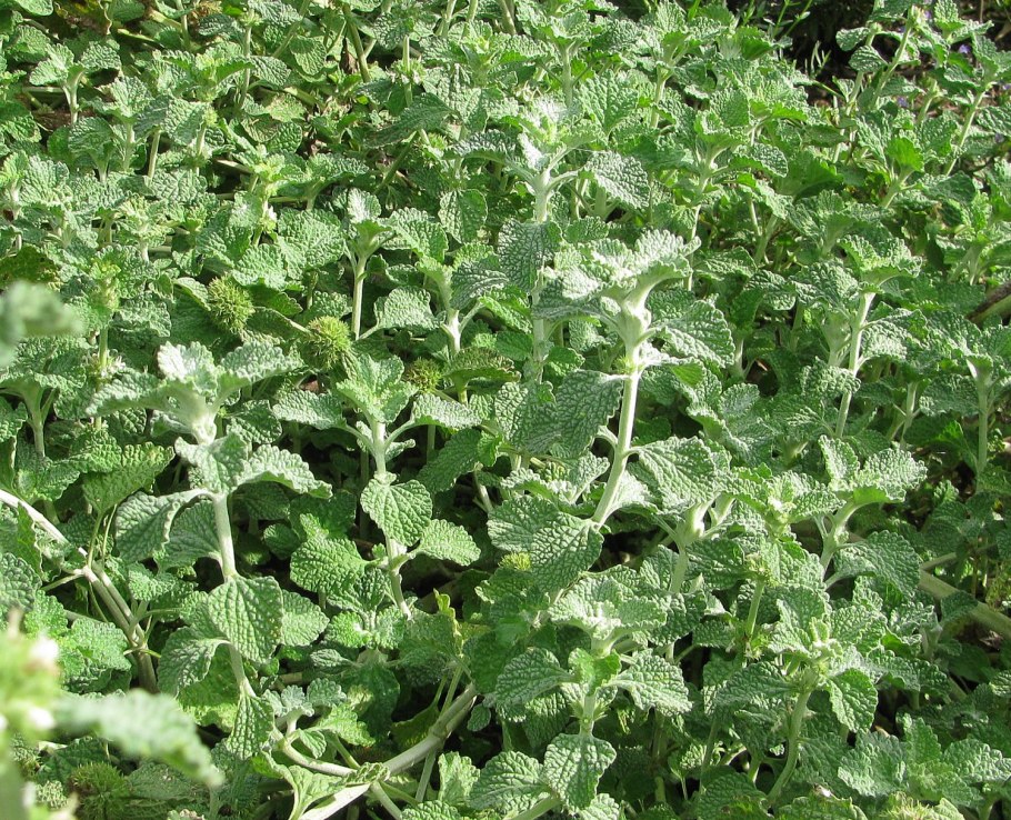 Конская мята Шандра