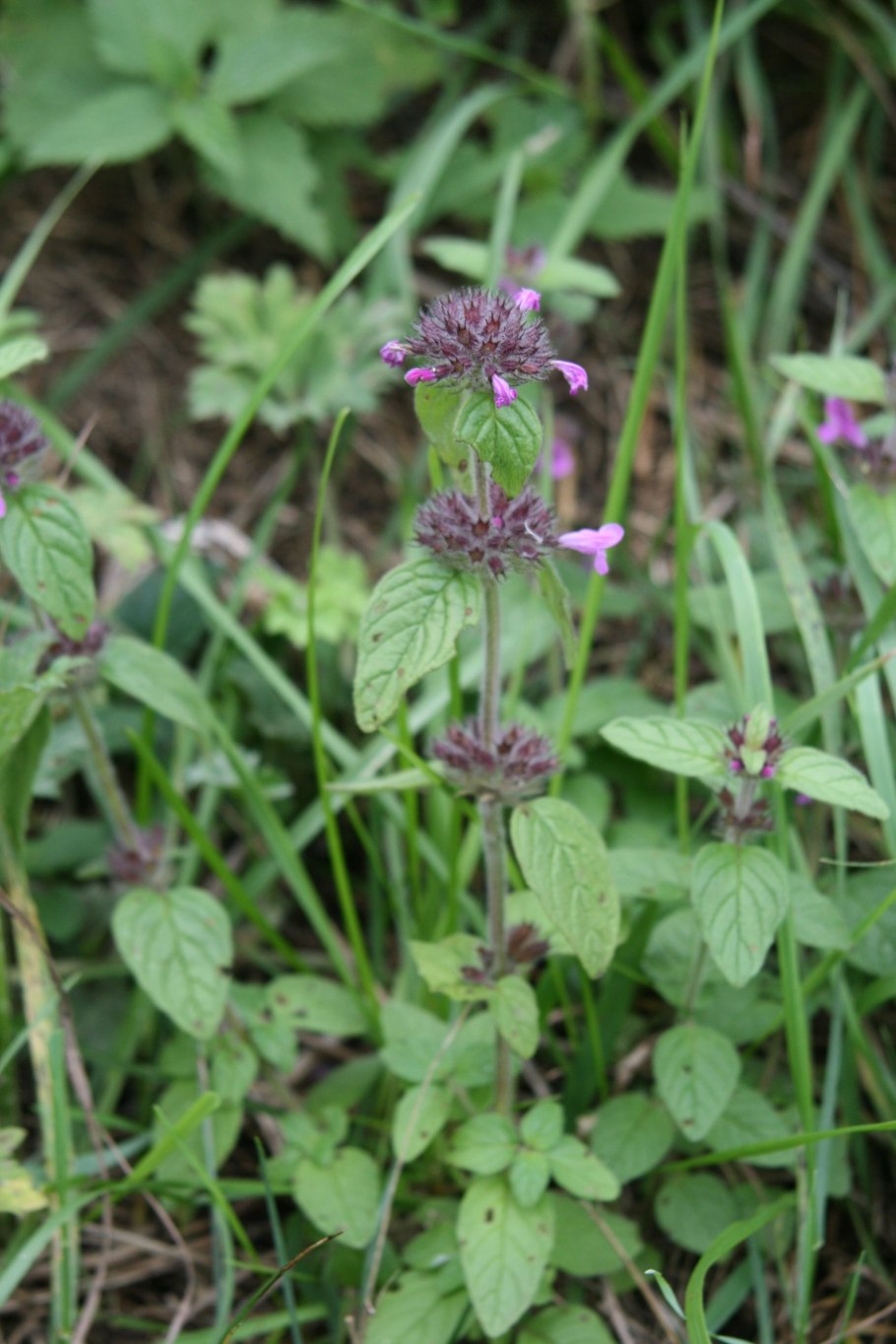 Пахучка обыкновенная clinopodium vulgare