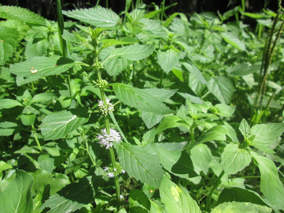 Шандра обыкновенная