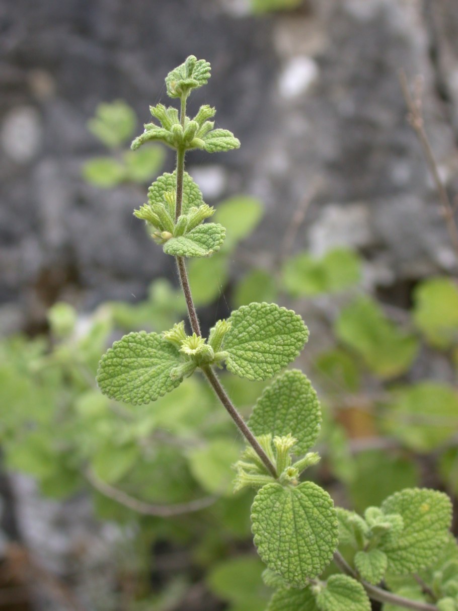 Мелисса лекарственная