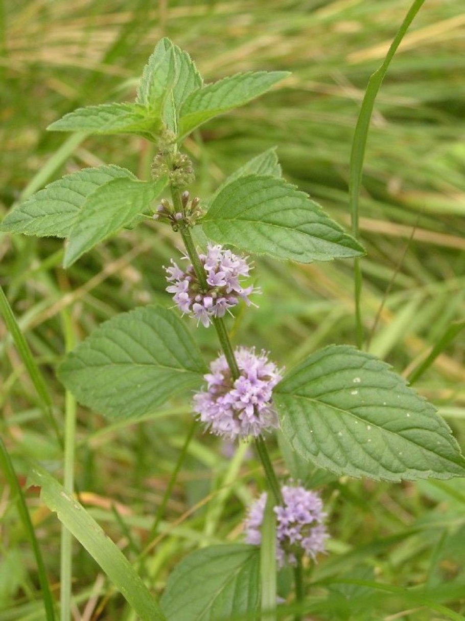Плосконожка обыкновенная отряд