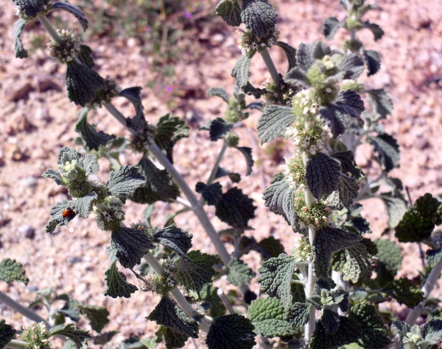 Шандра обыкновенная (marrubium vulgare)