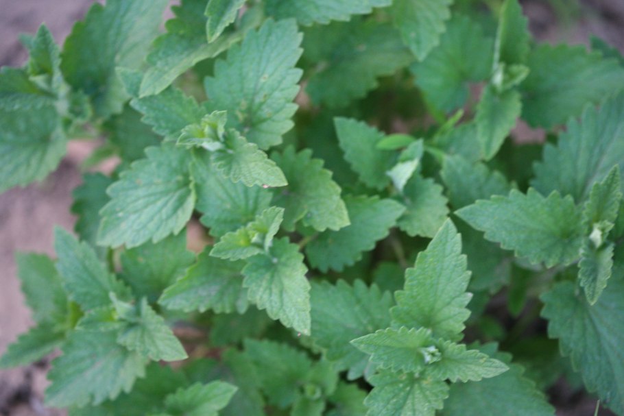 Шандра обыкновенная