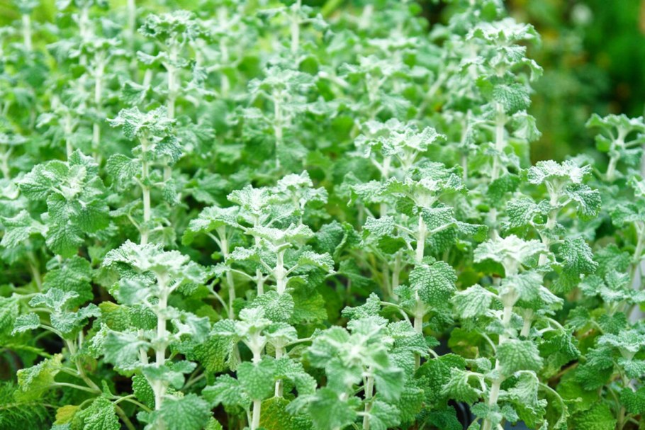 Мята серебристая (mentha)