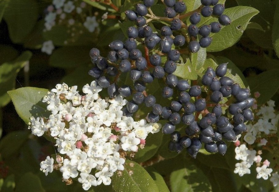 Вибурнум Тинус