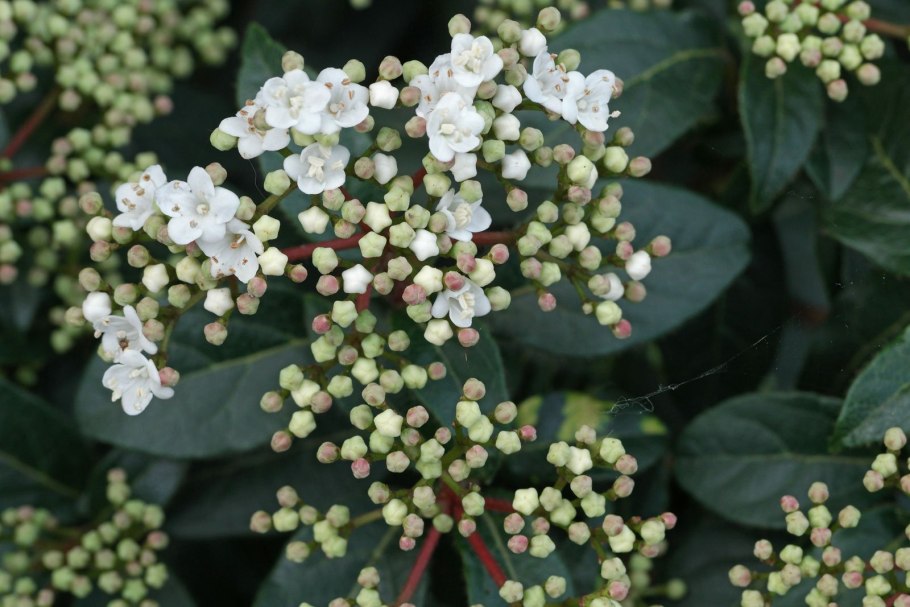 Вибурнум Тинус