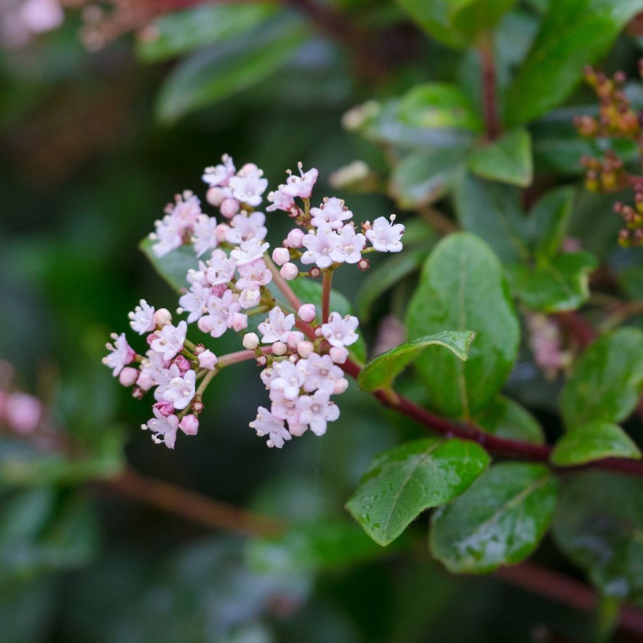 Калина лавролистная куст