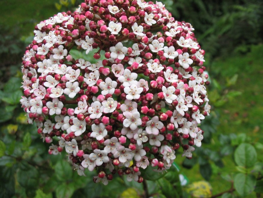 Viburnum Tinus