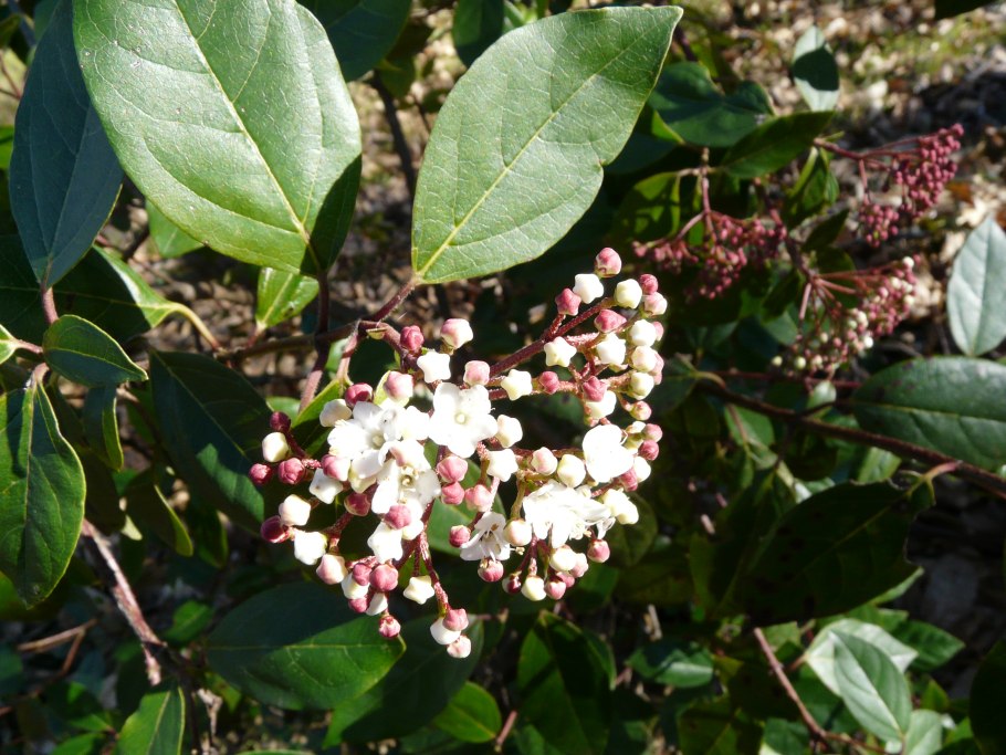 Калина лавролистная( вибурнум Тинус)