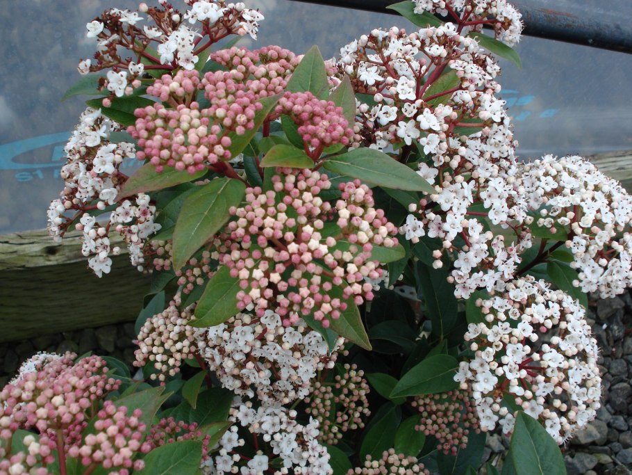 Калина лавролистная Viburnum Tinus