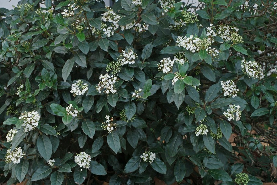 Калина лавролистная (Viburnum Tinus Gwenllian p9)