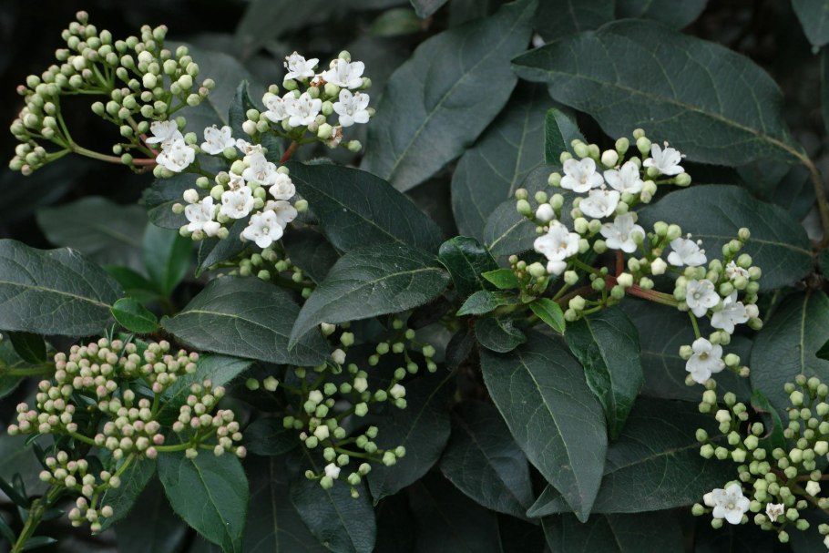 Вибурнум Тинус